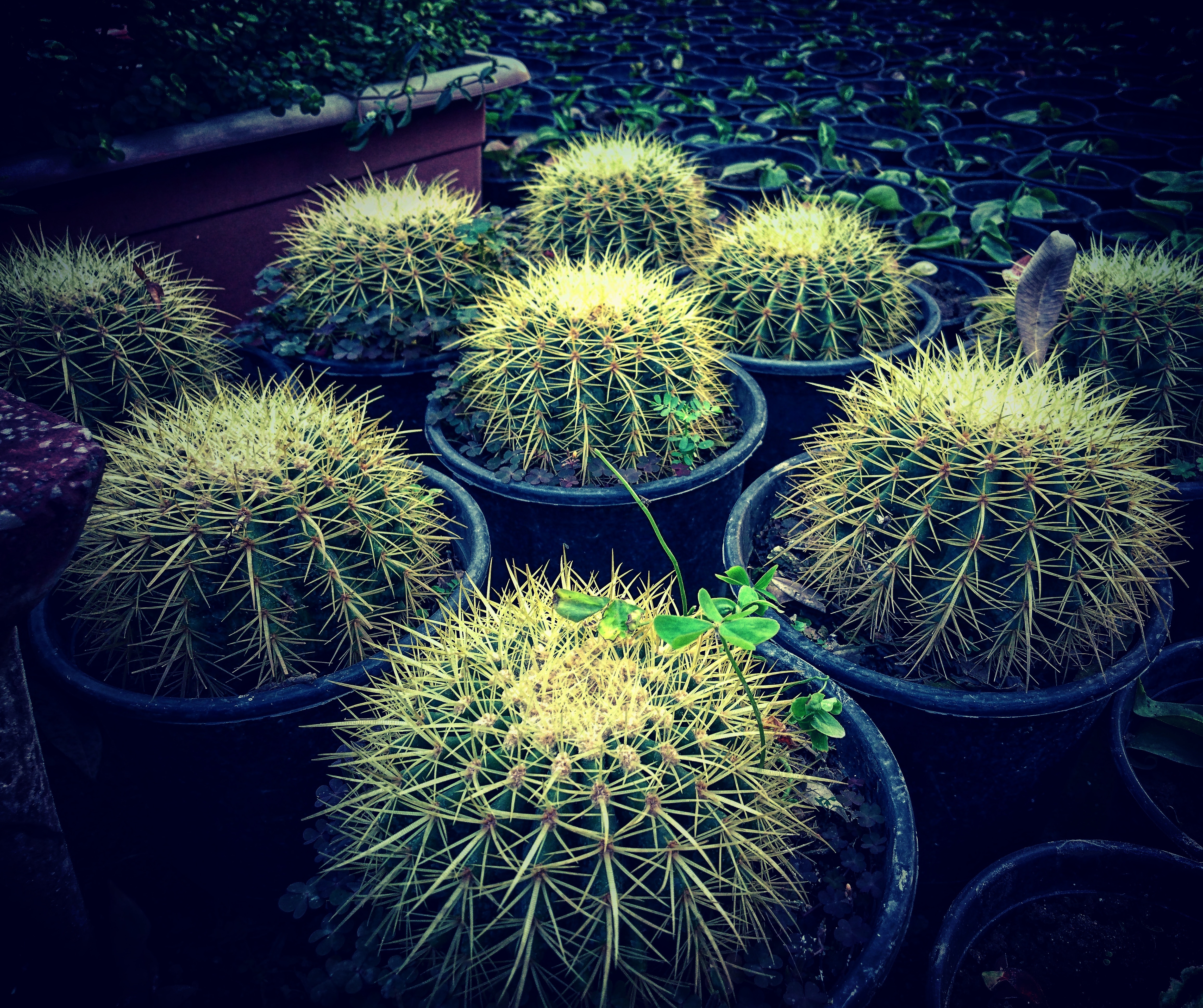 small cacti in blue pots