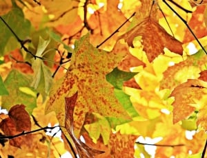 maple leaves thumbnail