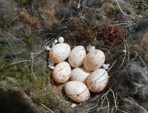 close photo of six eggs thumbnail