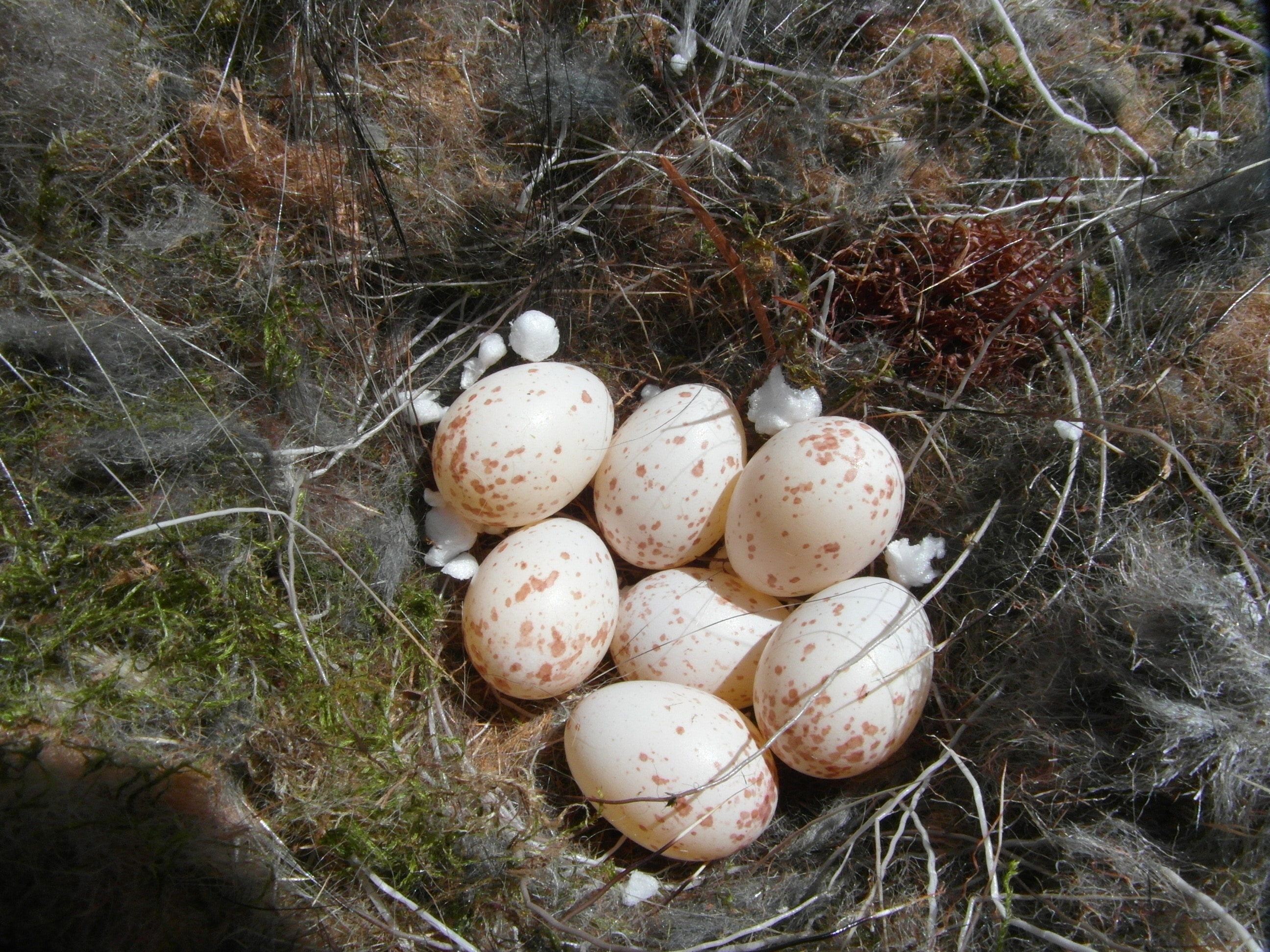 close photo of six eggs