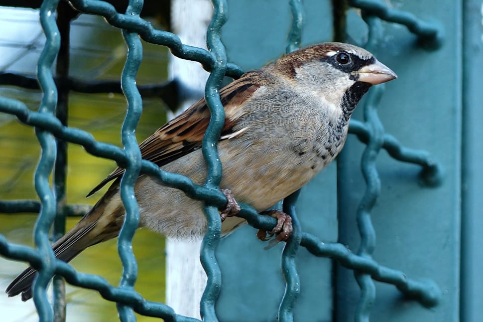 brown sparrow bird preview