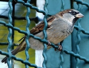 brown sparrow bird thumbnail