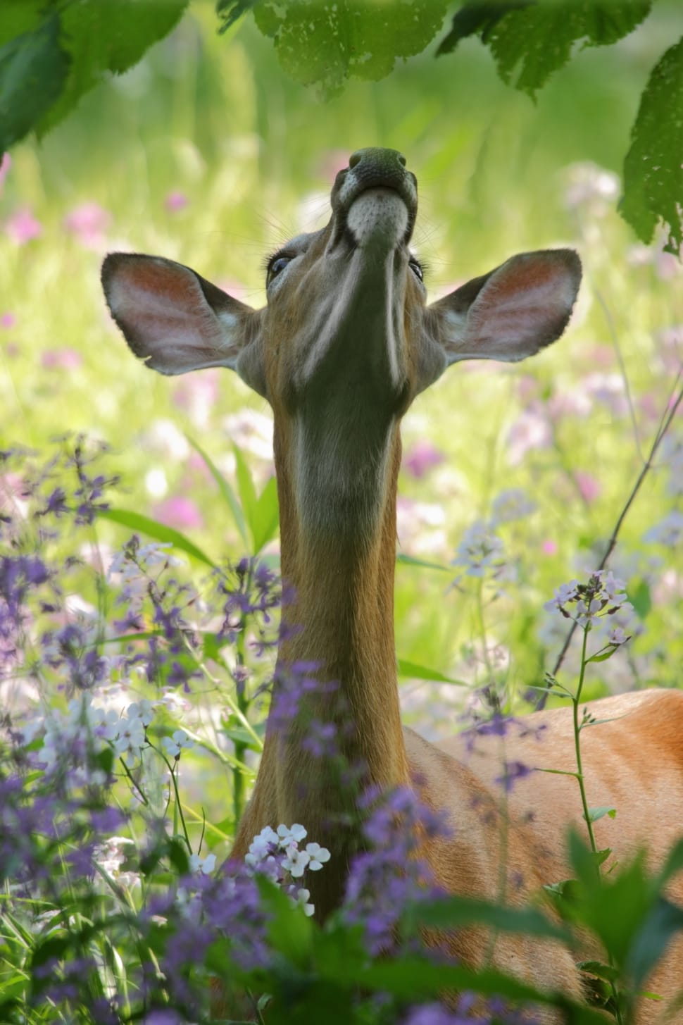 brown deer surrounded with purple and white petaled flower preview