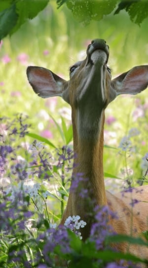 brown deer surrounded with purple and white petaled flower thumbnail