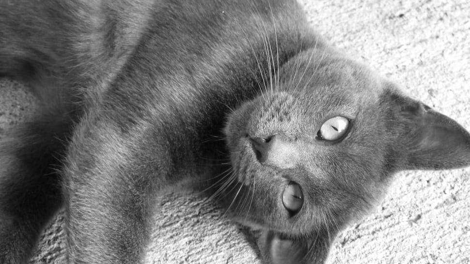 grayscale photo of a cat preview