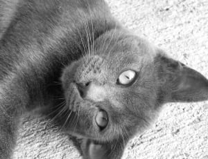grayscale photo of a cat thumbnail