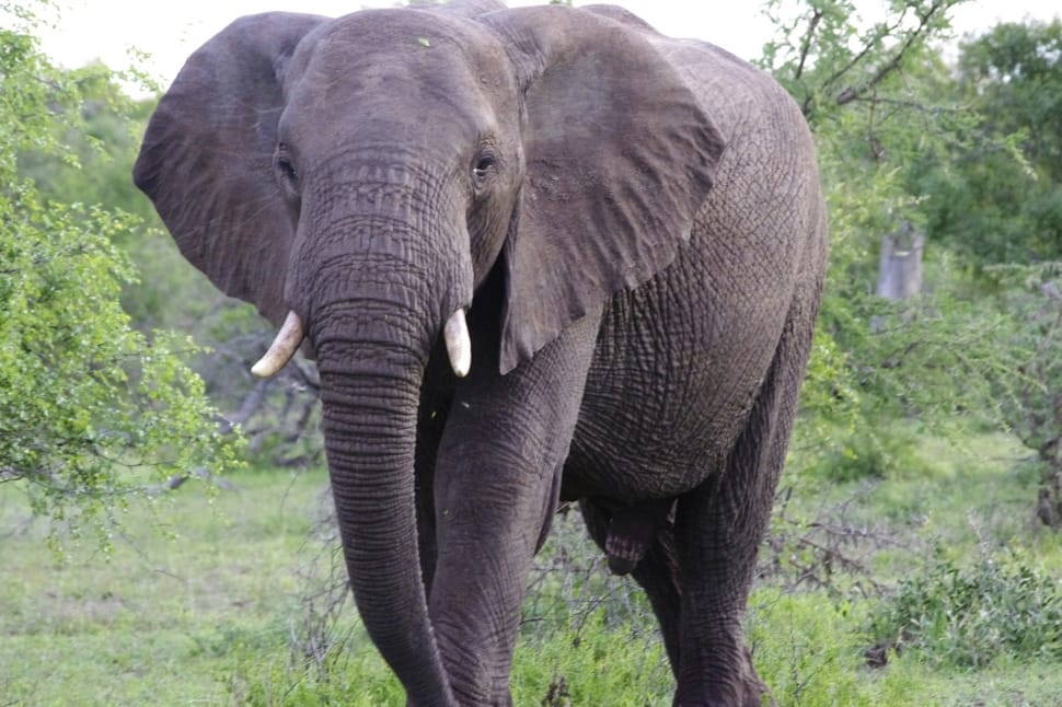 South Africa, Mala Mala, Sabi Sand, elephant, african elephant preview