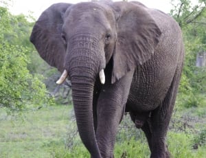 South Africa, Mala Mala, Sabi Sand, elephant, african elephant thumbnail