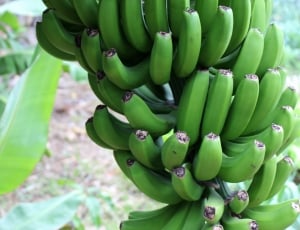 green banana bundle thumbnail