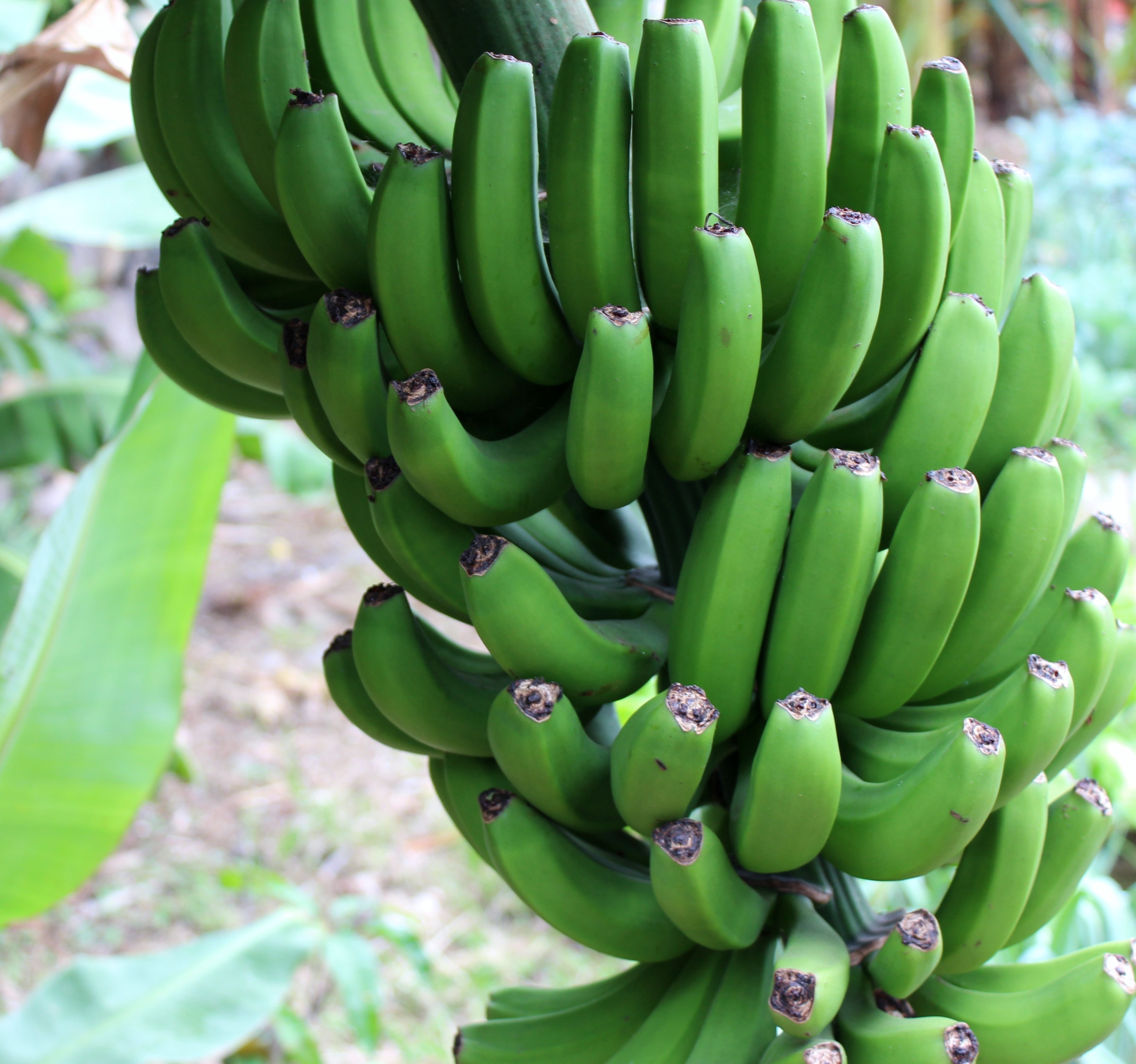 green banana bundle