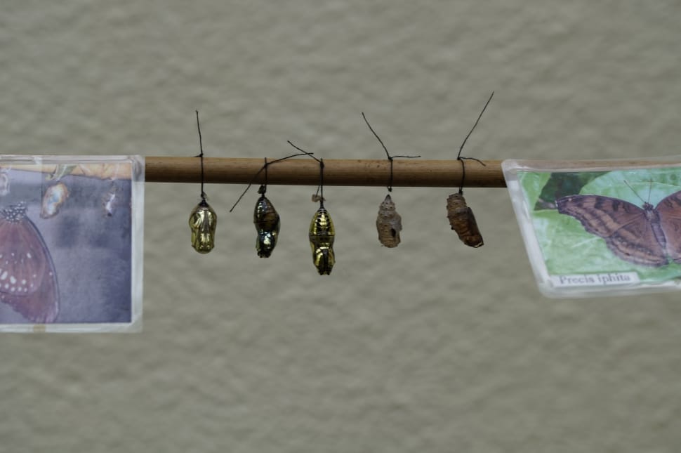 5 butterfly pupa on brown wooden stick preview