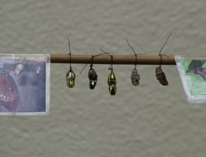 5 butterfly pupa on brown wooden stick thumbnail