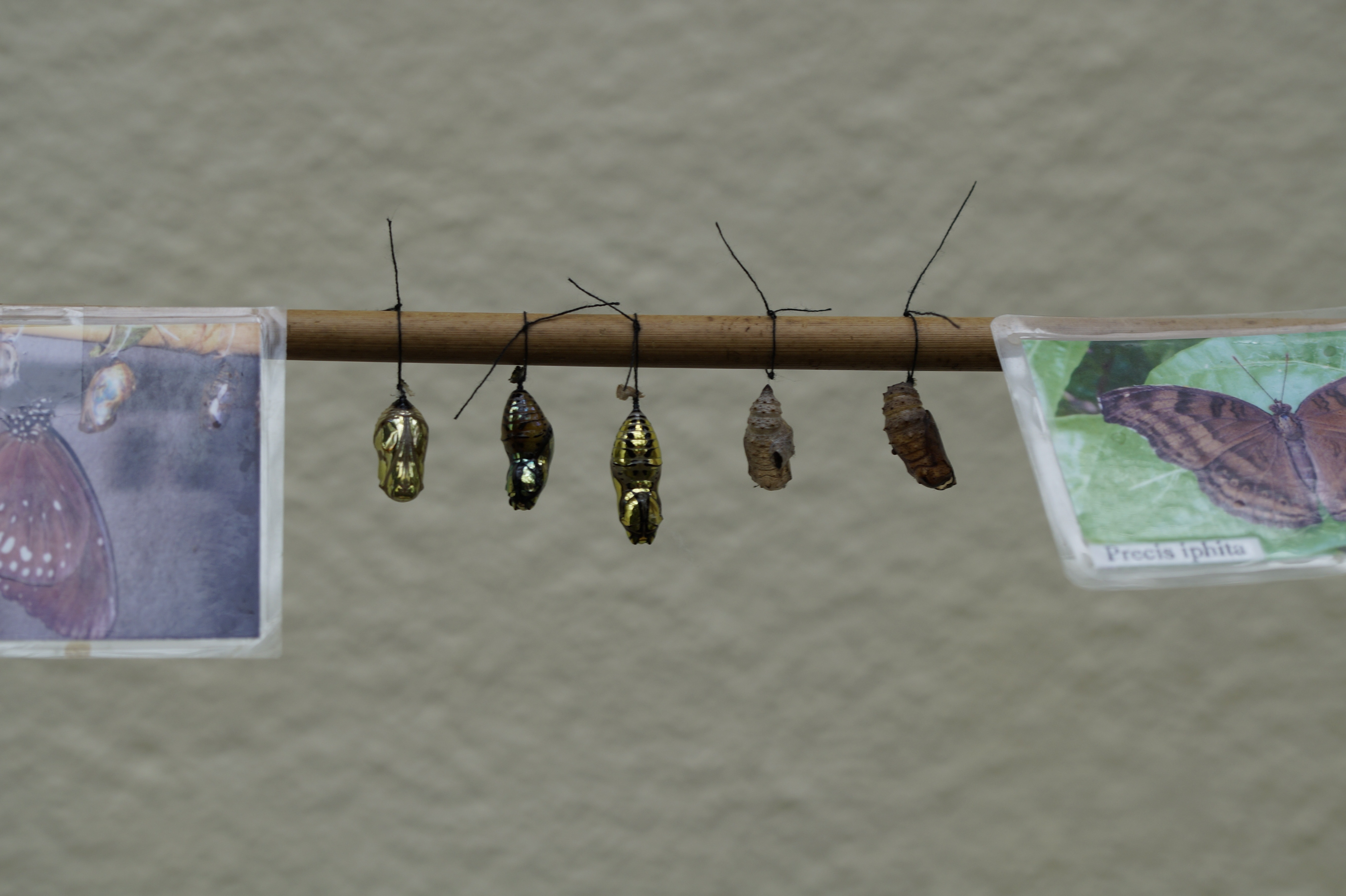 5 butterfly pupa on brown wooden stick