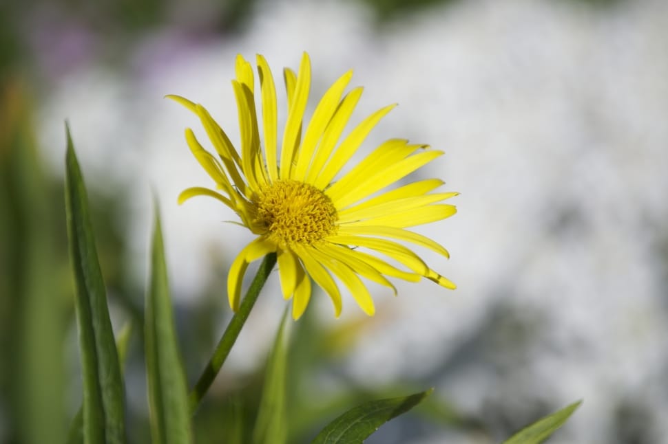 yellow petaled flower during daytime photo preview