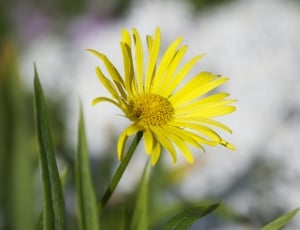 yellow petaled flower during daytime photo thumbnail