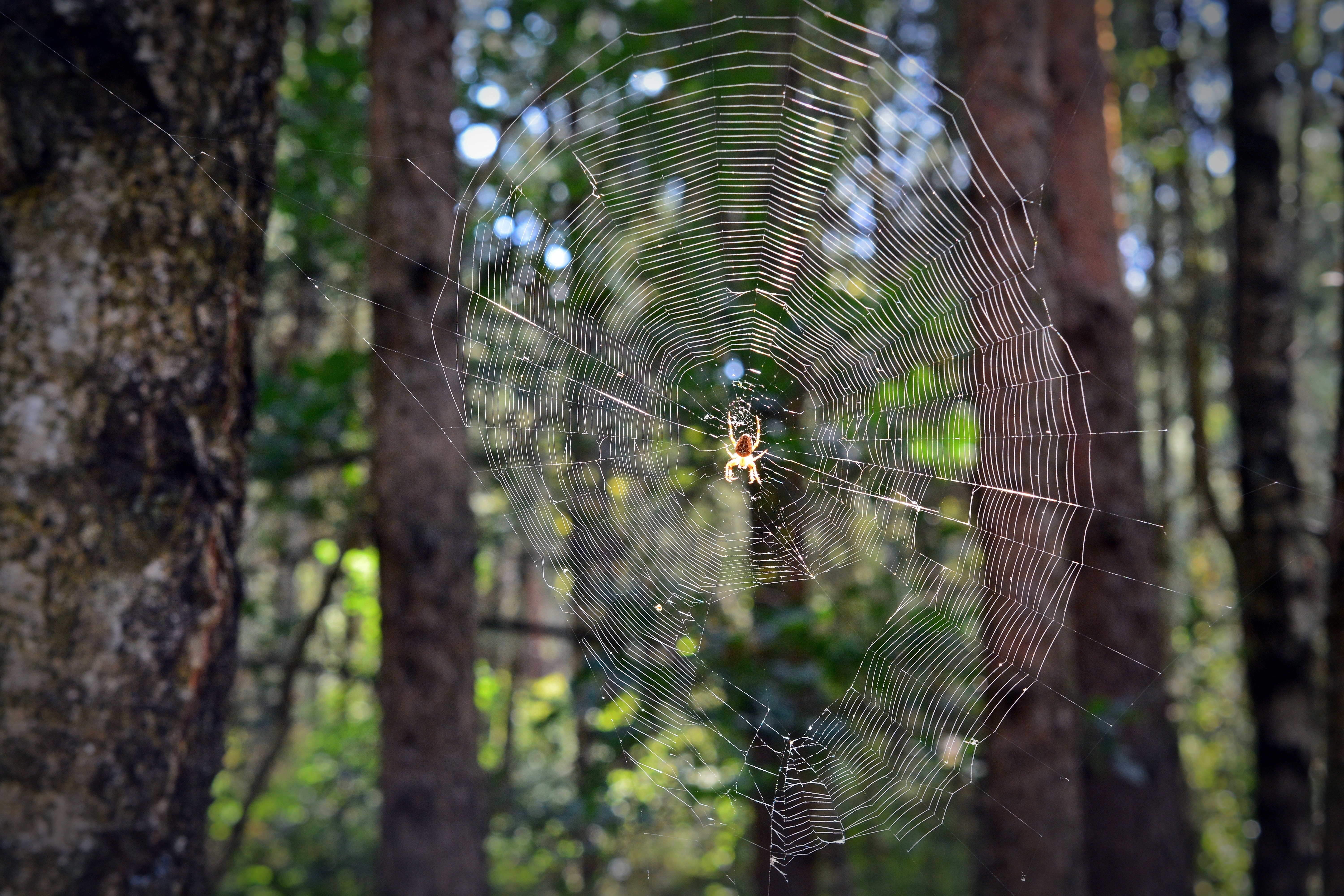 orb weaver spider.