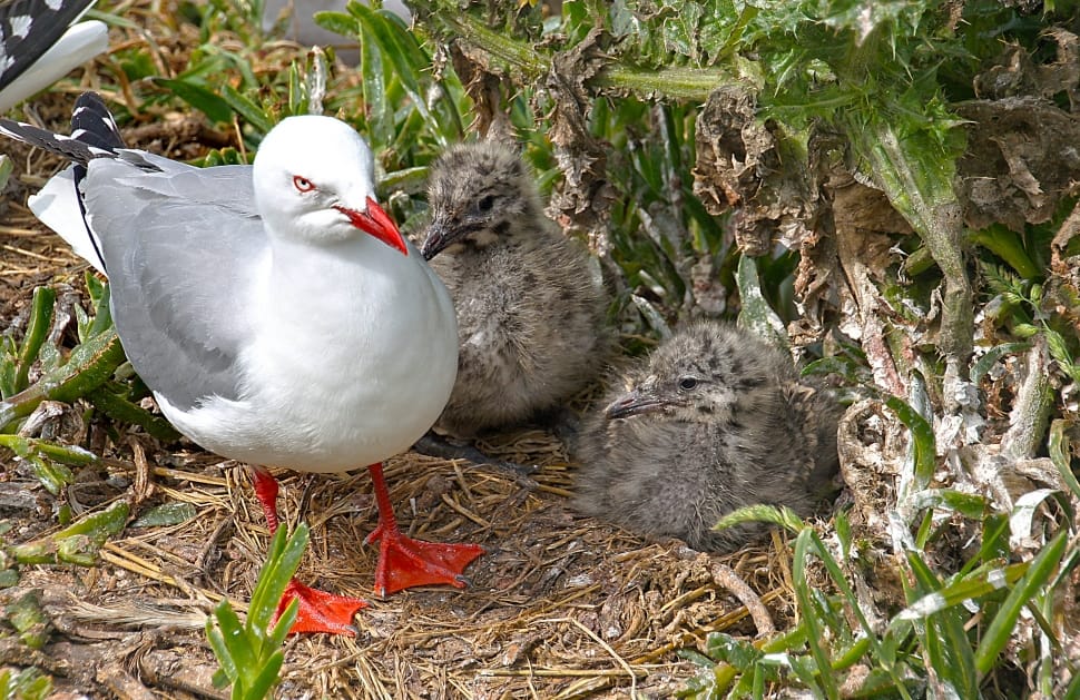 Red billed gull with chicks preview