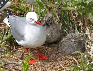 Red billed gull with chicks thumbnail