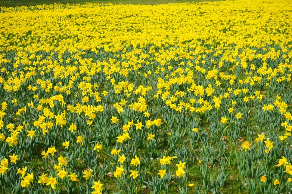 yellow petaled flower plant field preview