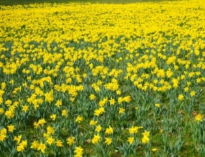 yellow petaled flower plant field thumbnail