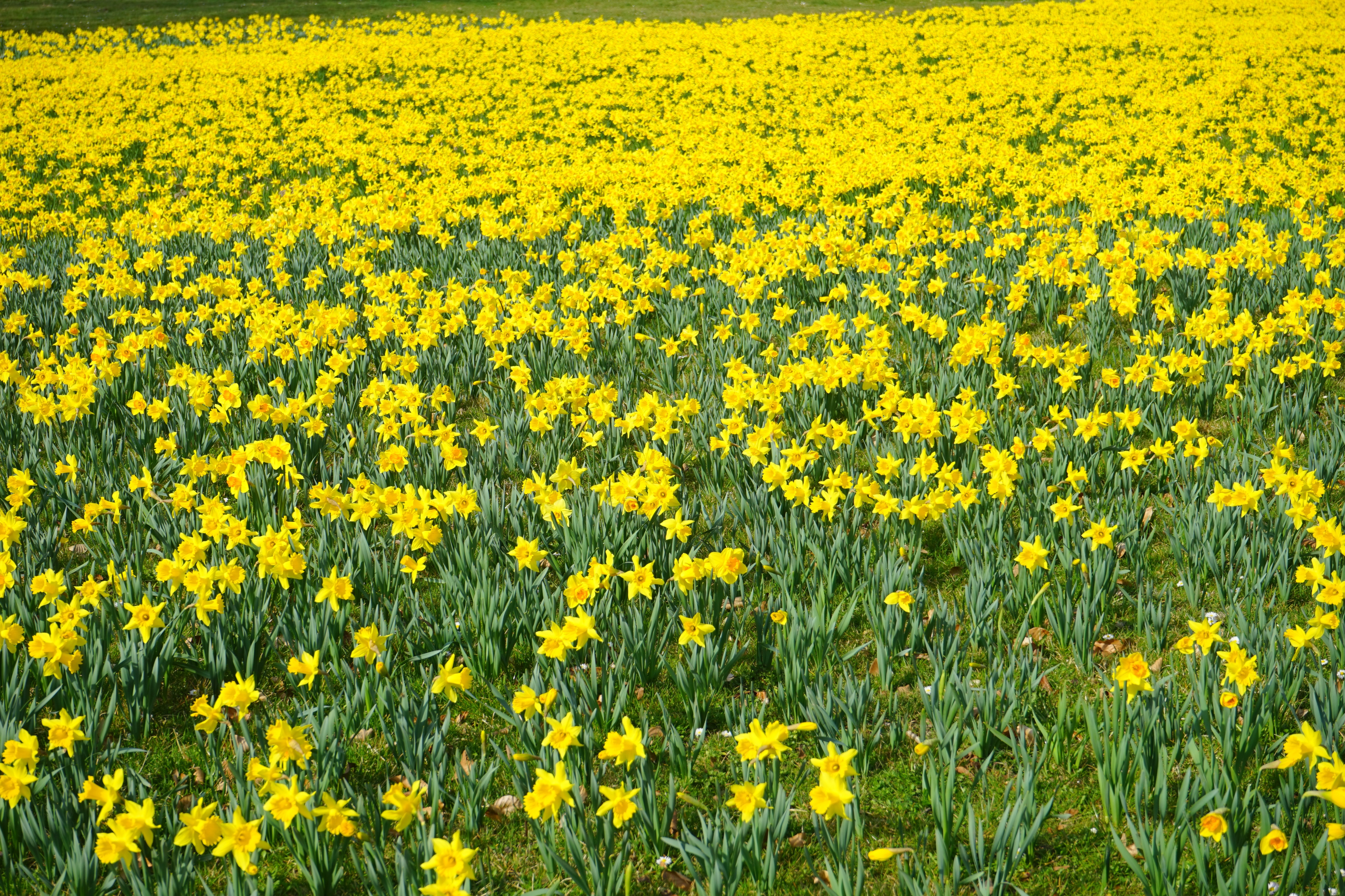 yellow petaled flower plant field