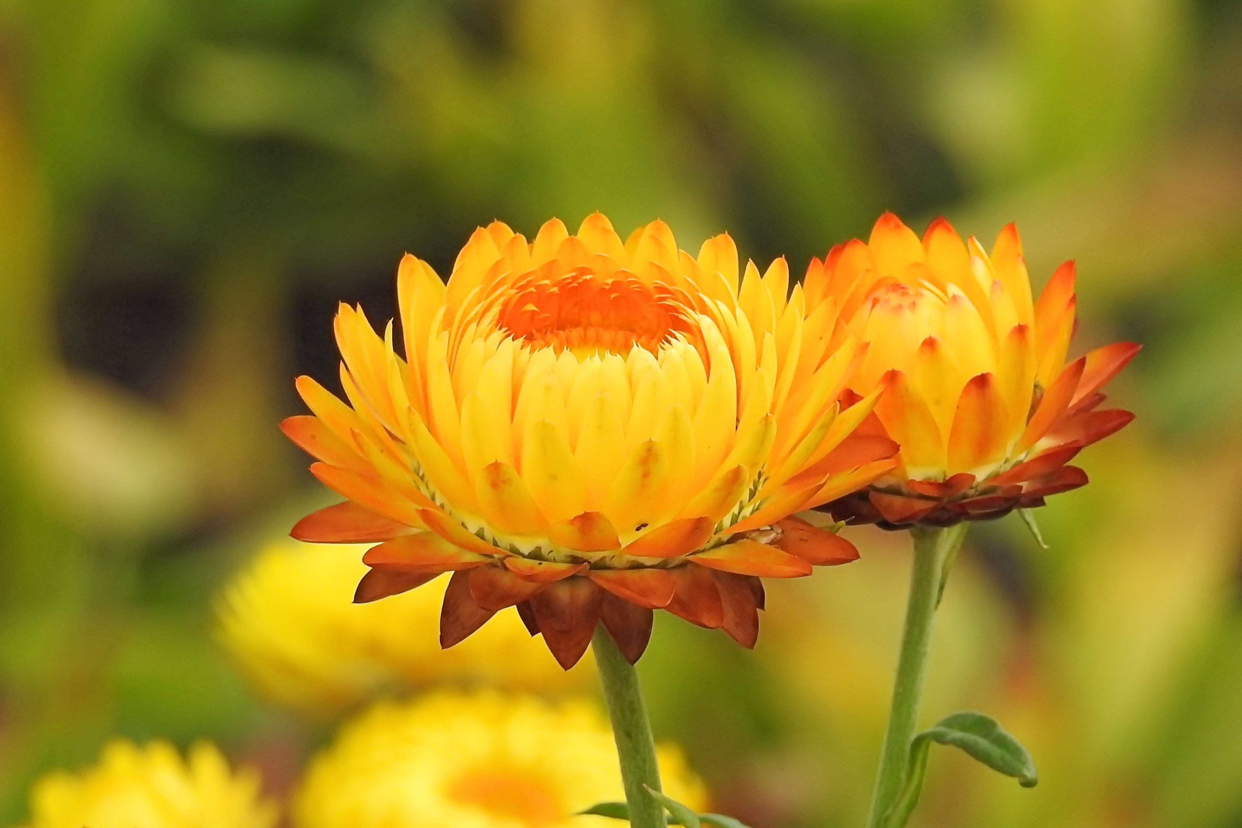 orange and yellow petal flower