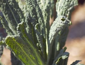 Green, Food, Garden, Plant, Kale, vegetable, food and drink thumbnail