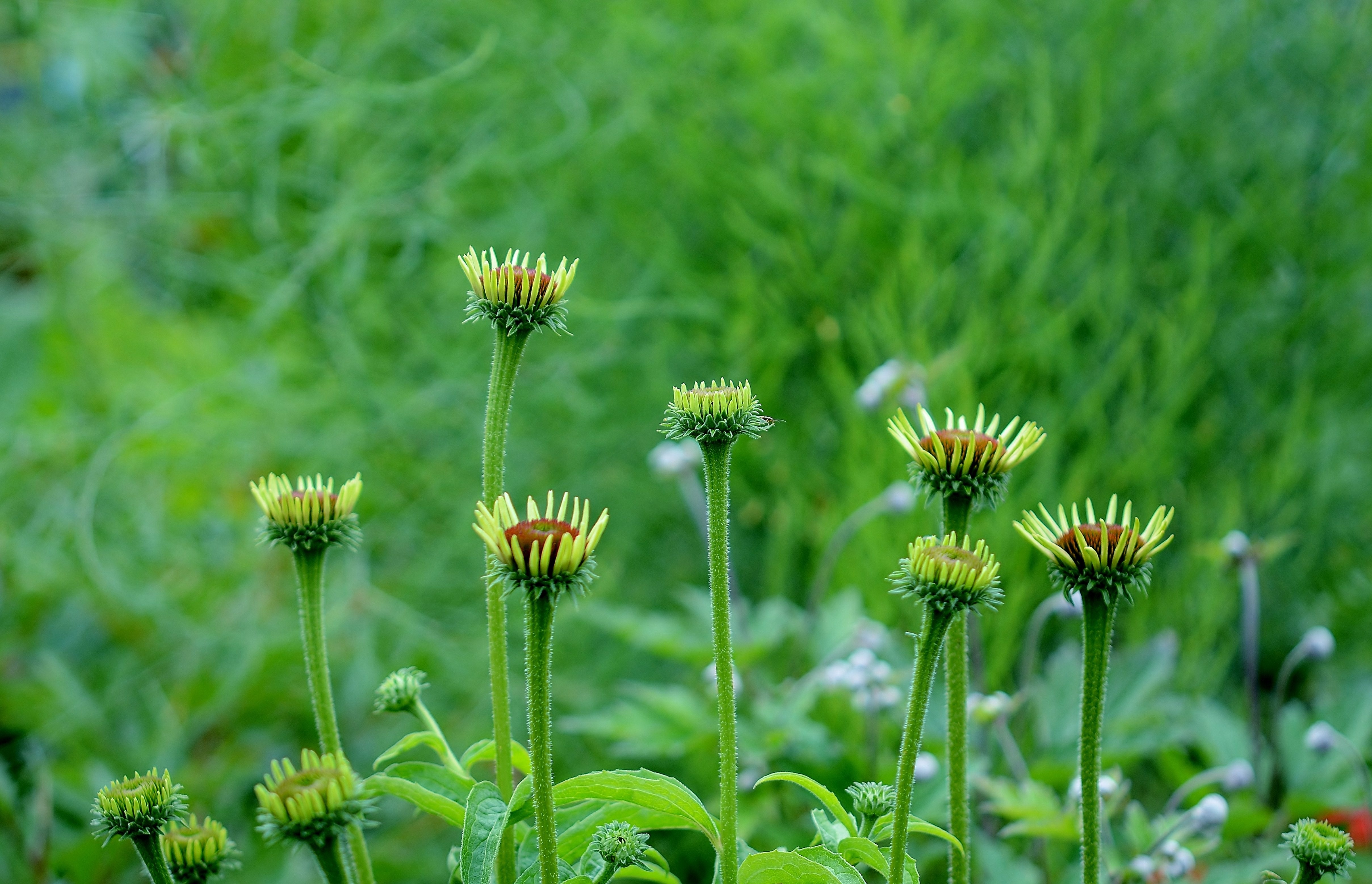 Flower, Red, Nature, Yellow, Blue, Macro, flower, green color