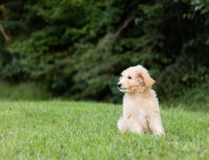 tan medium coated puppy surrounded by green grass thumbnail