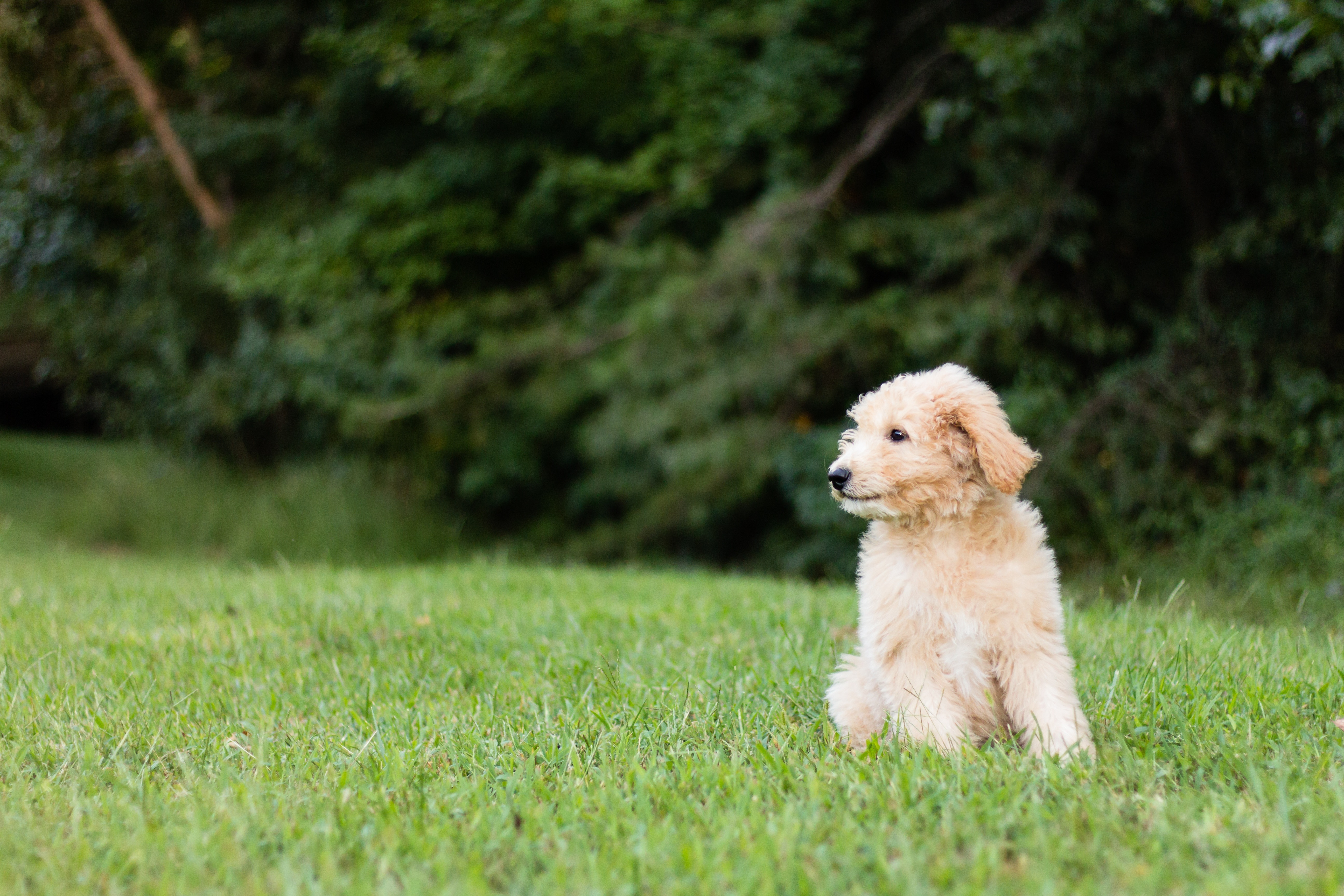 tan medium coated puppy surrounded by green grass