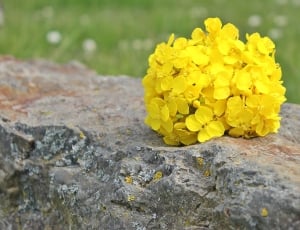 yellow hydrangeas thumbnail