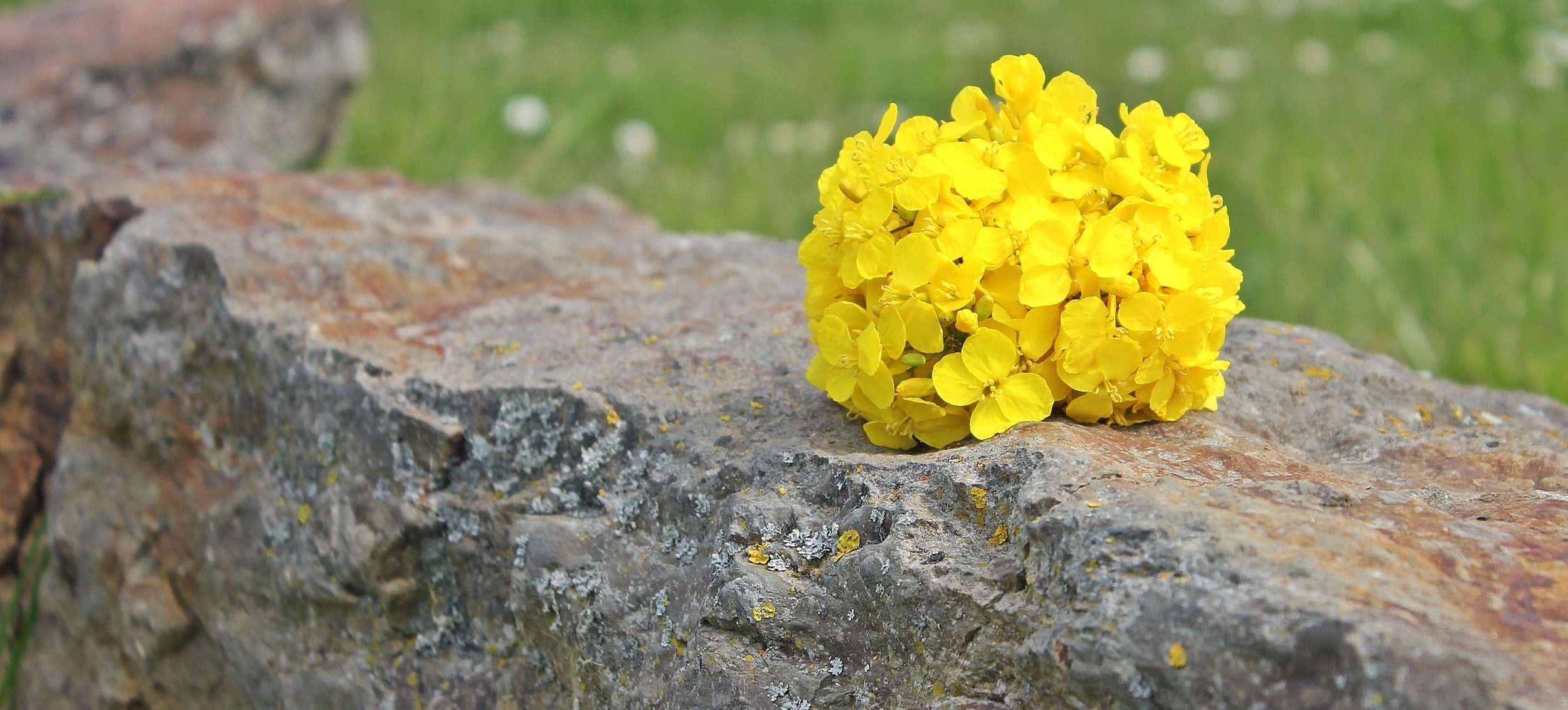 yellow hydrangeas