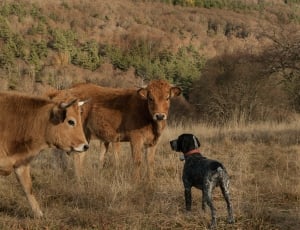 2 brown cow and black and white short coat medium sized dog thumbnail
