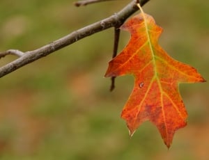 Colorful, Blade, Autumn, The Red Color, leaf, autumn thumbnail