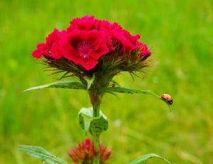 red petaled flower with brown and black ladybug thumbnail