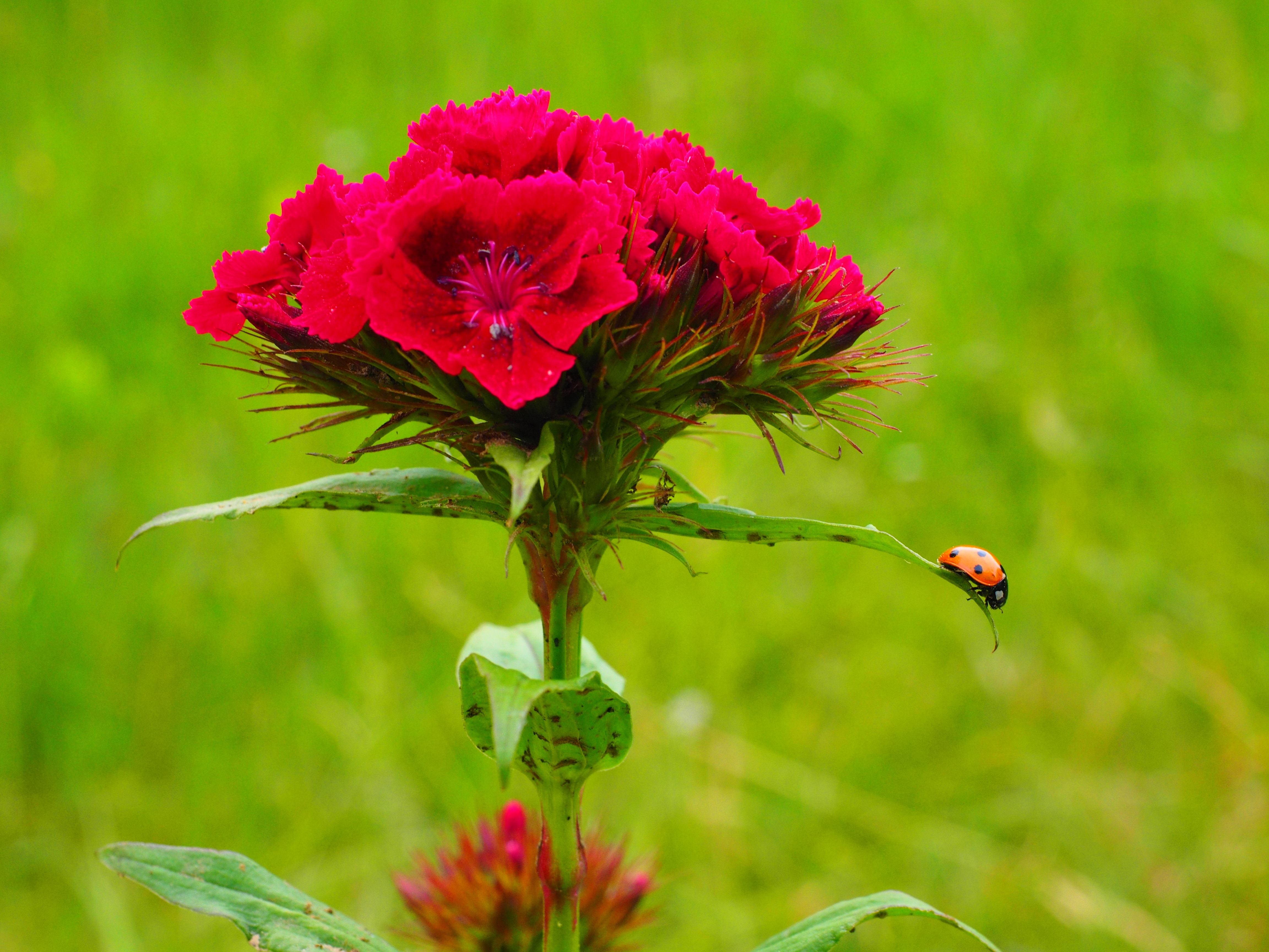 red petaled flower with brown and black ladybug
