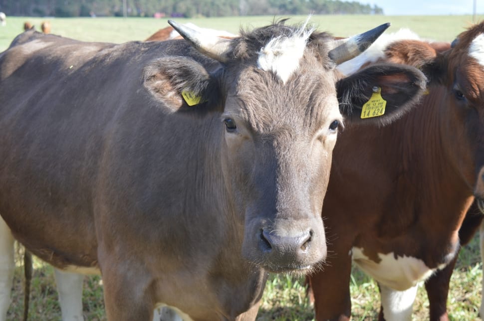 Cow, Beef, Horns, Pasture, Coupling, livestock, domestic animals preview