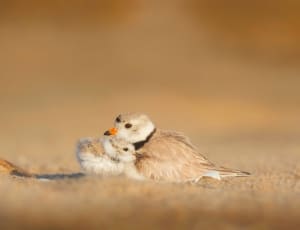 beige and white bird and chick thumbnail