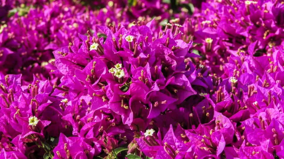 purple bougainvillea flower preview