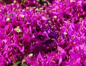 purple bougainvillea flower thumbnail