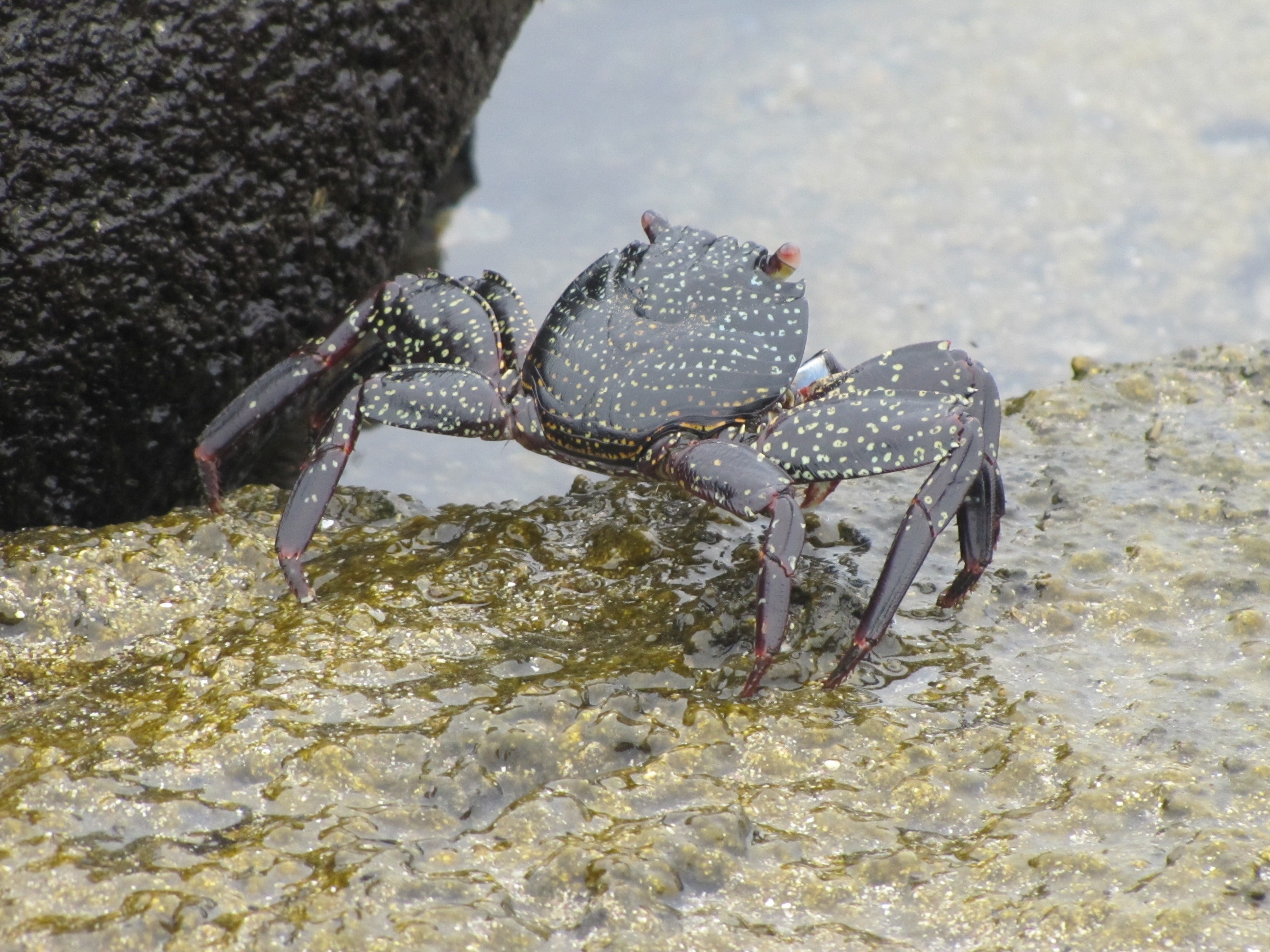 brown crab