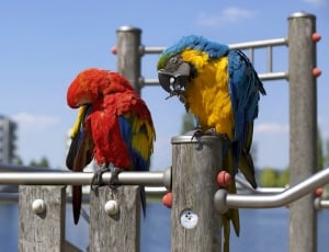 close capture of a red and blue parrot birds thumbnail
