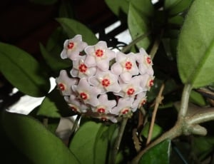 white and red petaled flower thumbnail