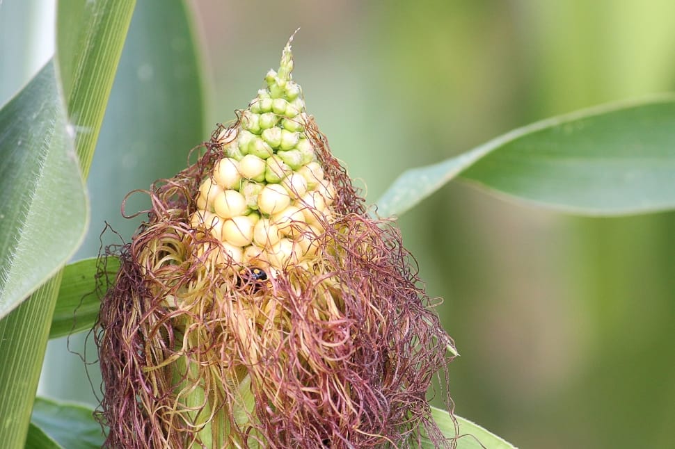 Corn, Corn On The Cob Hair, Corn Hair, growth, plant preview