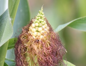 Corn, Corn On The Cob Hair, Corn Hair, growth, plant thumbnail
