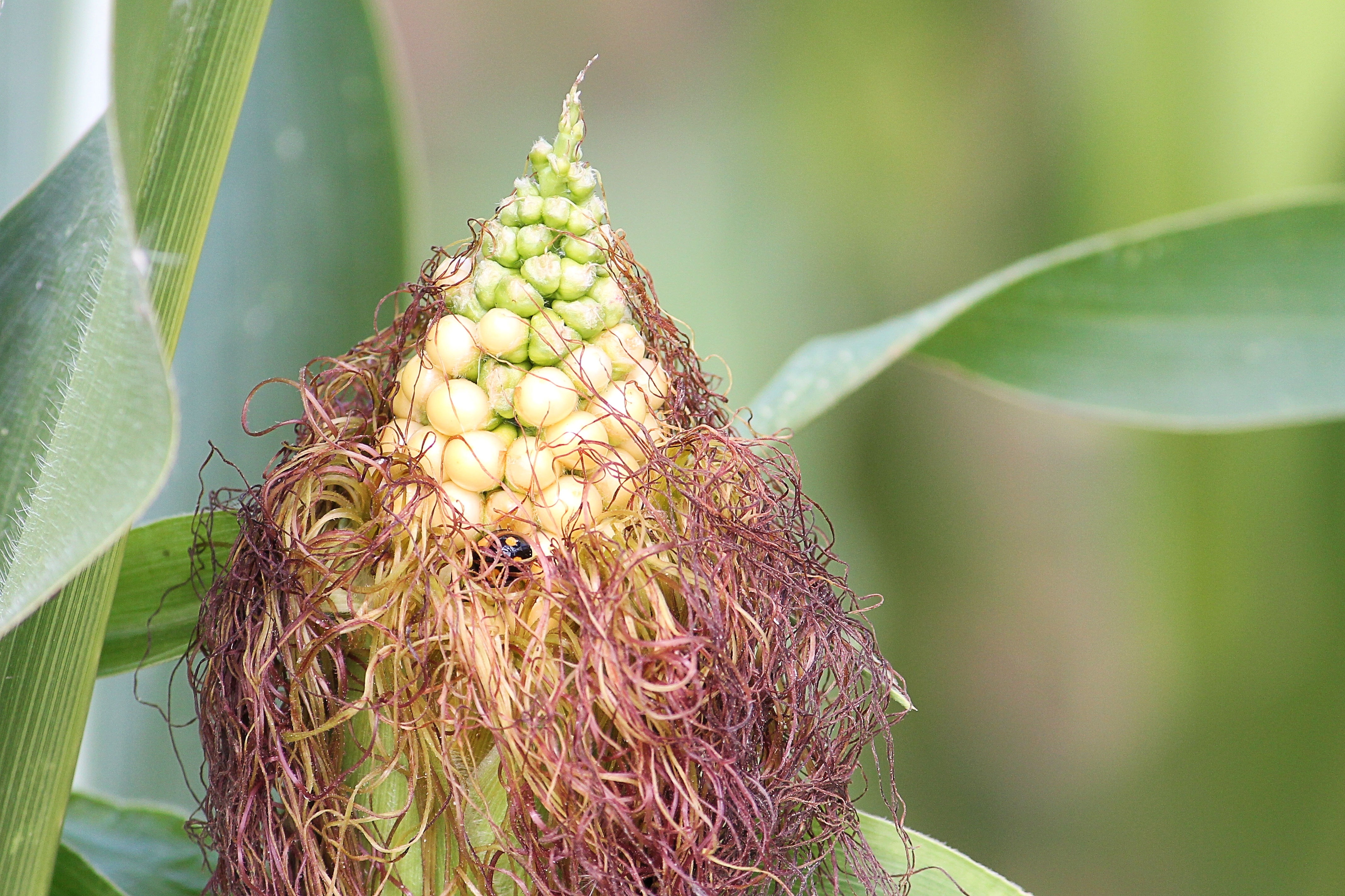 Corn, Corn On The Cob Hair, Corn Hair, growth, plant