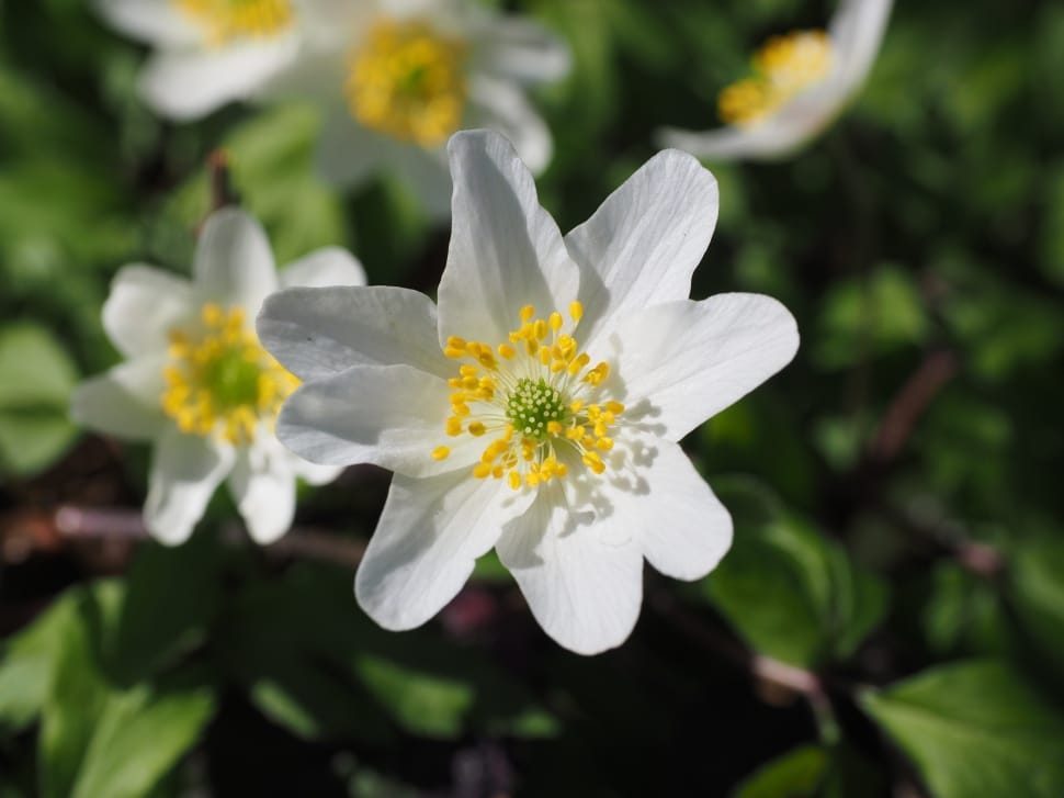 close up photo of white petaled flower during daytime preview