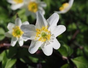 close up photo of white petaled flower during daytime thumbnail