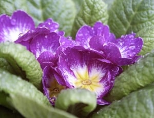 purple flower with green leaves thumbnail
