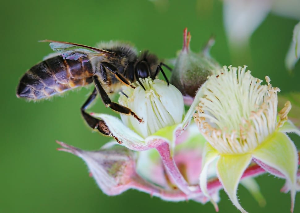 honey bee snipping nectar shallow selective focus photography preview